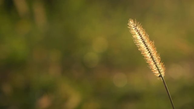 Grashalm im Wind