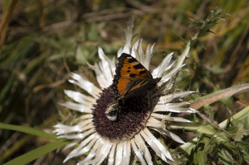 Schmetterling auf Silberdistel