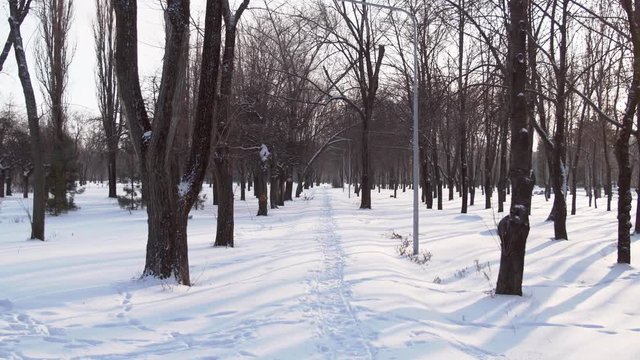 4K screen shot of a park alley with the sledge trace between trees