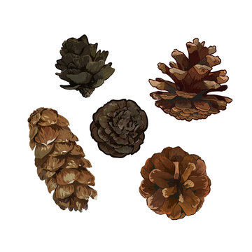 Pine cone pinecone set isolated on white background. Colorful hand drawn vector illustration.