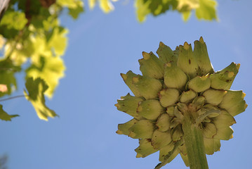 plant d’artichaut