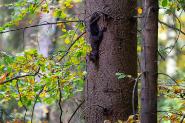 schwarzes Eichhörnchen