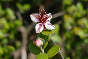 Feijoa flowers