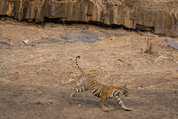 Fototapeta premium A sub adult tigress running after a fight with another male sub adult tiger at Ranthambore National Park, India