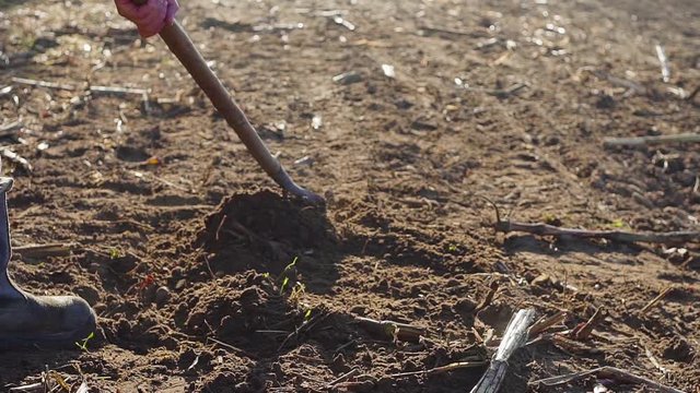 Man manualy cultivate land with a hoe close up