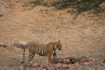 A sub adult male tiger after a fight with a tigress at Ranthambore National Park, India