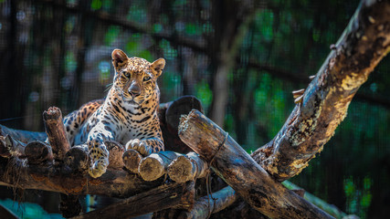 Leopard Wildlife Animal