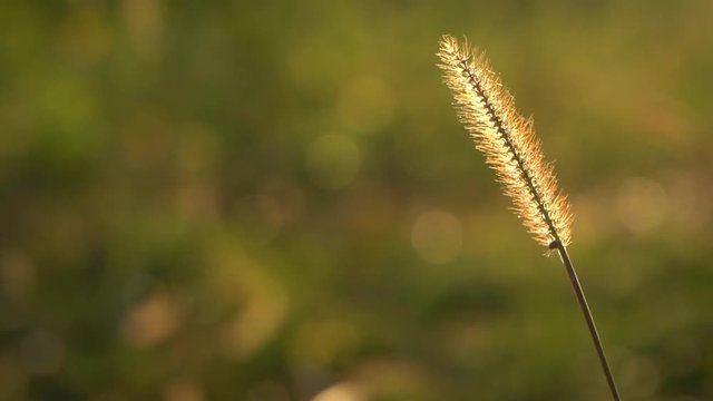 Grashalm im Wind