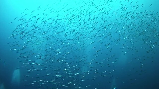 Little fishes bait ball swimming in blue water - Scuba diving in Majorca Spain