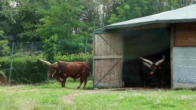 SAFARI PARK POMBIA, ITALY - JULY 7, 2018: horned African Ankole-Watusi cows go out of a wooden shed. artiodactyls. herbivores. Travel in the car in the SAFARI zoo.