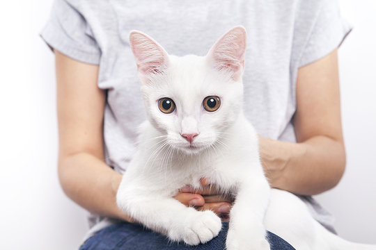 kucaktaki kedi