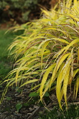 Hakonechloa macra 'All Gold' 