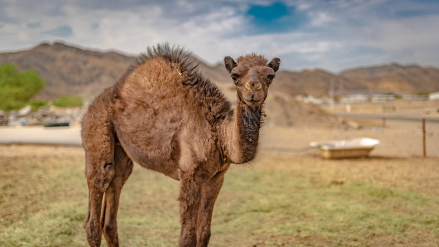 Camel's Face Portrait In Desert 