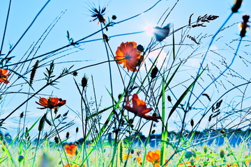 透き通るほどに