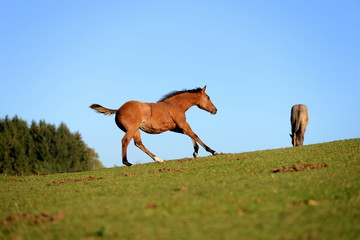 run boy run. Beautiful Quarter Horse foal running over the pasture