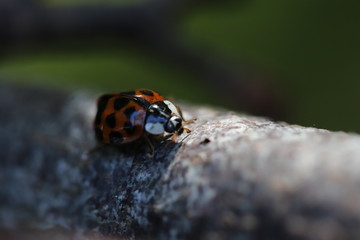 Ladybug close up