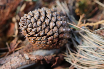 Close up of pine cone - Autumnal scene