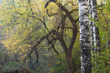  White birch trees on the background of a picturesque fancy tree