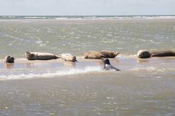 Fototapeta premium Zee robben op een zeebank