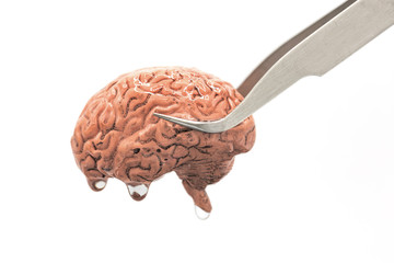 Human brain for brain transplantation