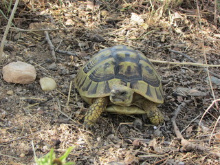 Angry turtle on the grass