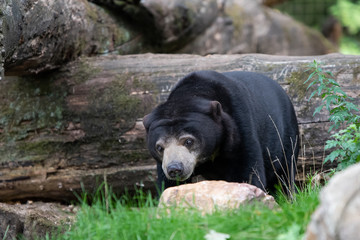 Sun bear