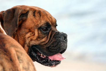 dog of breed is a german boxer of brown color with stripes, photo from behind, part of the body in frame, muzzle is turned in profile, brown eyes and an open mouth, tongue is slightly stuck out