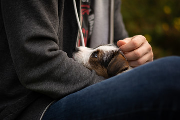 Bohemian Shepherd Portrait