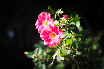 ひっそりと寄り添いながら