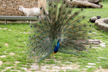 Fototapeta premium peacock in the park