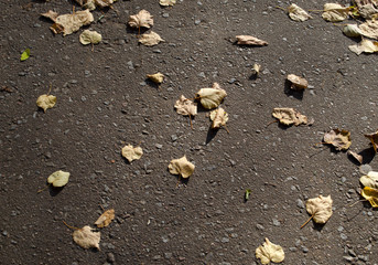 autumn leaves on asphalt