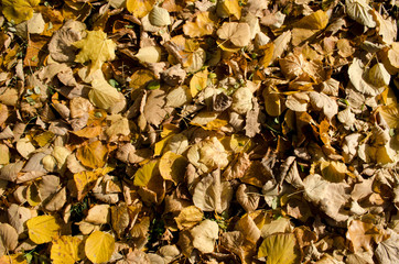 autumn leaves