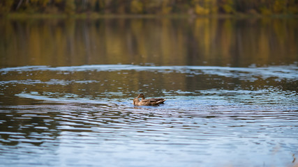 ducks in autumn