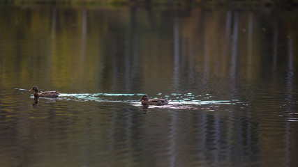 ducks in autumn