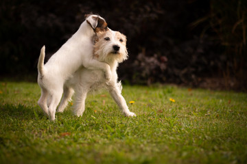 Terriers Playing