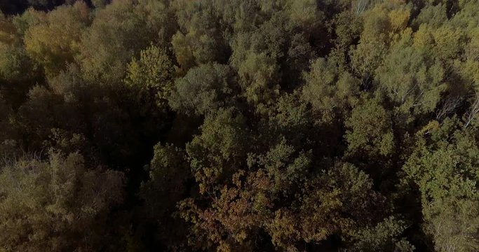 Aerial Beautiful autumn forest