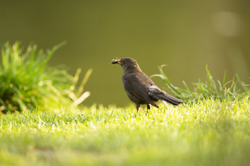 Eurasian blackbird