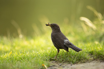Eurasian blackbird