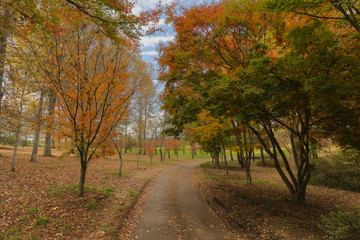 Naklejka premium Autumn colored trees and leaves on the ground