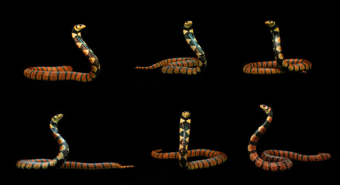 Coral cobra spreading hood and prepare to fight, Mixed action beautiful red snakes from Namibia on black