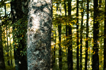 autumn in the forest