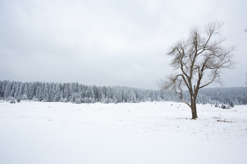 winter landscape with trees and snow