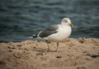 Seagull