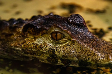 krakodil eyes smooth-eyed caiman
