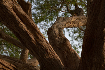 Obraz premium Tree of Life, Bahrain