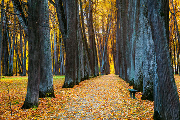 Beautiful autumn alley of trees in the park 