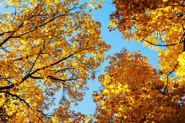 Golden autumn: background of various branches of maple trees with yellowed leaves against the blue sky.