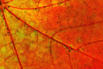 Texture of autumn maple leaf isolated on white background