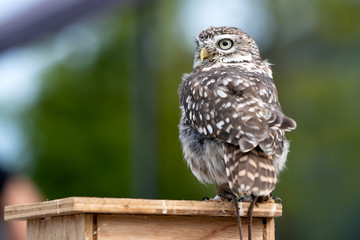Owl