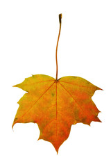 Maple autumn leaf of various shades isolated on white background